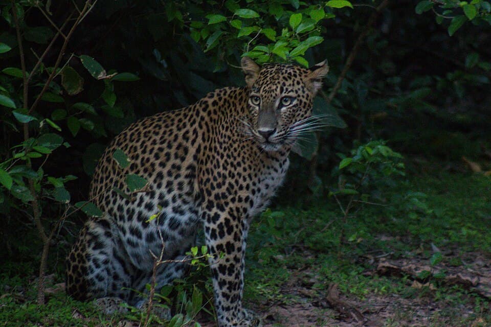Yala National Park — Leopard country